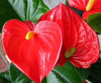 Vibrant red anthurium flowers with heart-shaped leaves