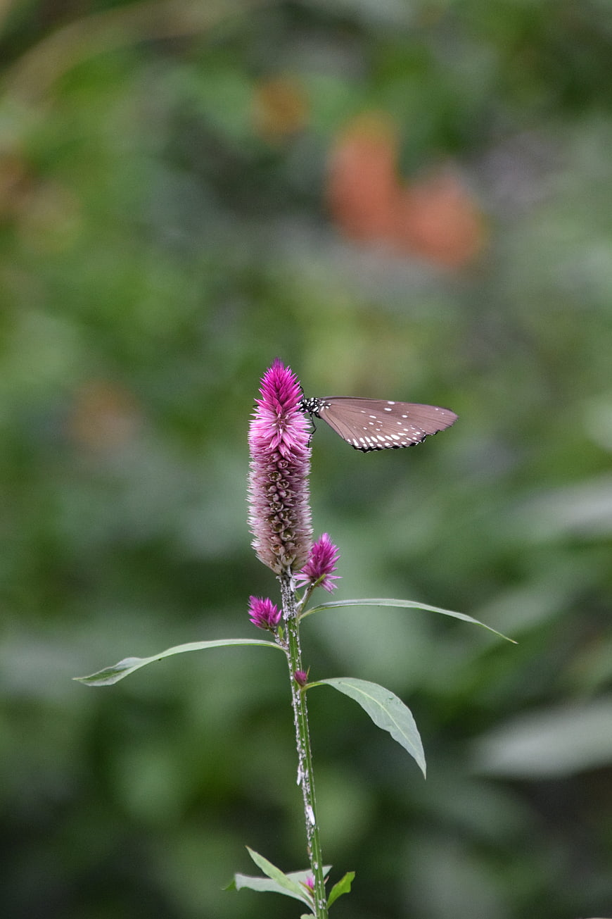 Butterfly on Pink Celosia Flower in Garden