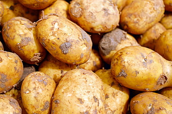 Close-up of raw unpeeled yellow potatoes with soil