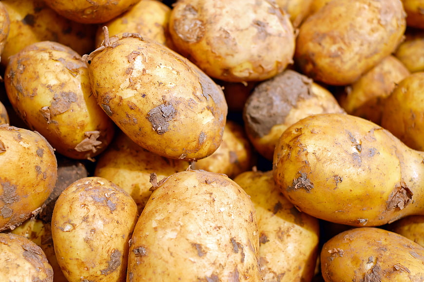 Close-up of raw unpeeled yellow potatoes with soil