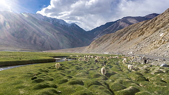 Sheep grazing in a lush green mountain valley with a stream