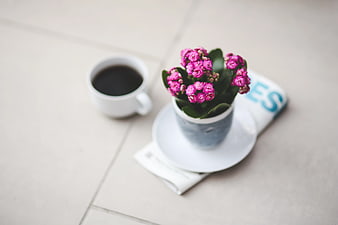 Pink Kalanchoe Plant with Coffee Cup on Newspaper