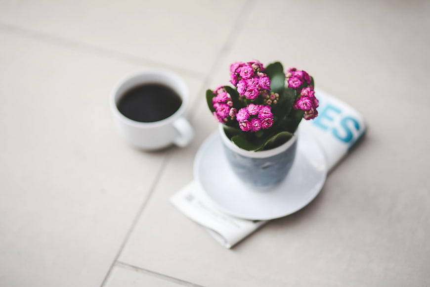 Pink Kalanchoe Plant with Coffee Cup on Newspaper