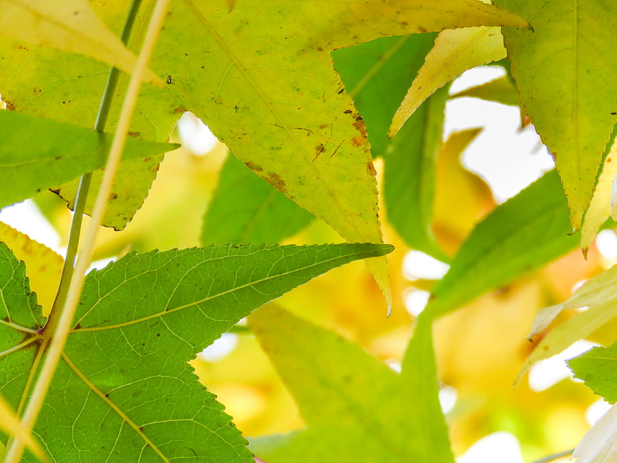 Close-up of green and yellow autumn leaves with natural light