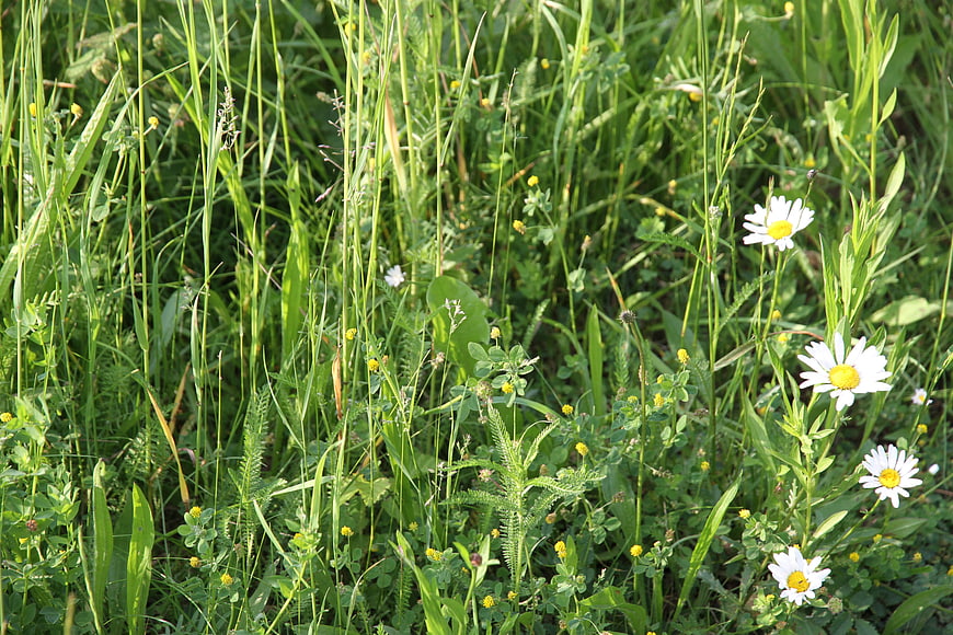 White Daisies Blooming in Green Summer Meadow Grass