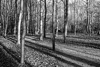 Black and white forest path with long shadows