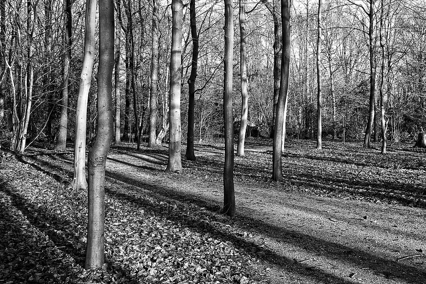 Black and white forest path with long shadows