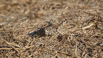 Close-up of a brown grasshopper on dry straw ground