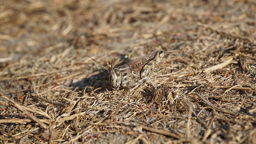 Close-up of a brown grasshopper on dry straw ground