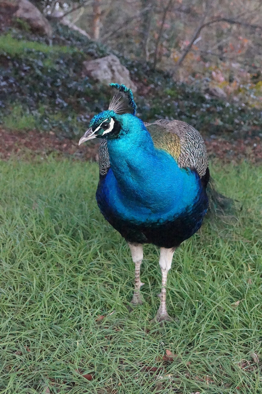 Majestic Blue Peacock Standing on Green Grass