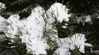 Close-up of snow-covered pine needles in winter