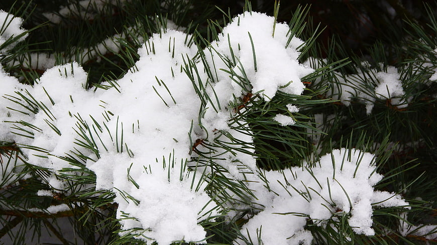 Close-up of snow-covered pine needles in winter