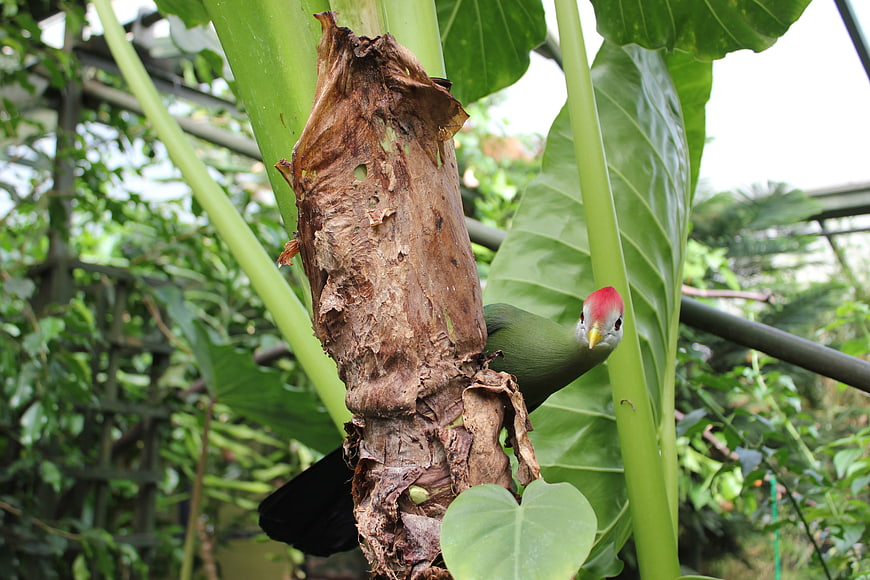 Red-headed Woodhoopoe perched on tropical plant stem