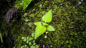 Fresh green plant sprout with water droplets on mossy background