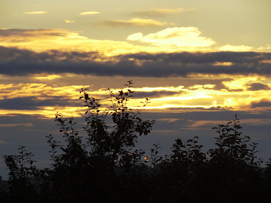 Silhouetted Trees Against Dramatic Golden Sunset Sky
