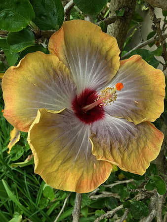 Close-up of a yellow and red hibiscus flower in a garden