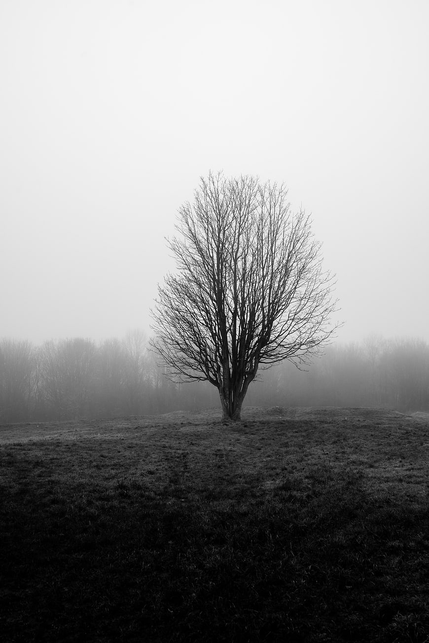Lonely bare tree in foggy black and white landscape