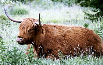Shaggy Highland Cow Resting in Green Pasture
