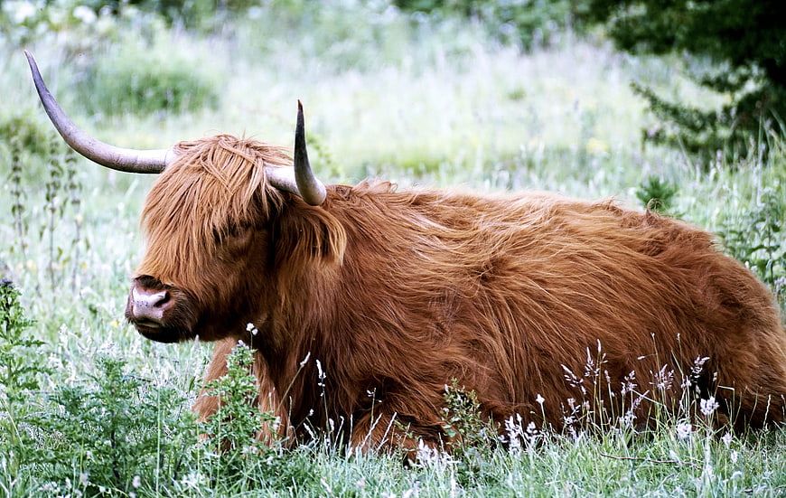 Shaggy Highland Cow Resting in Green Pasture