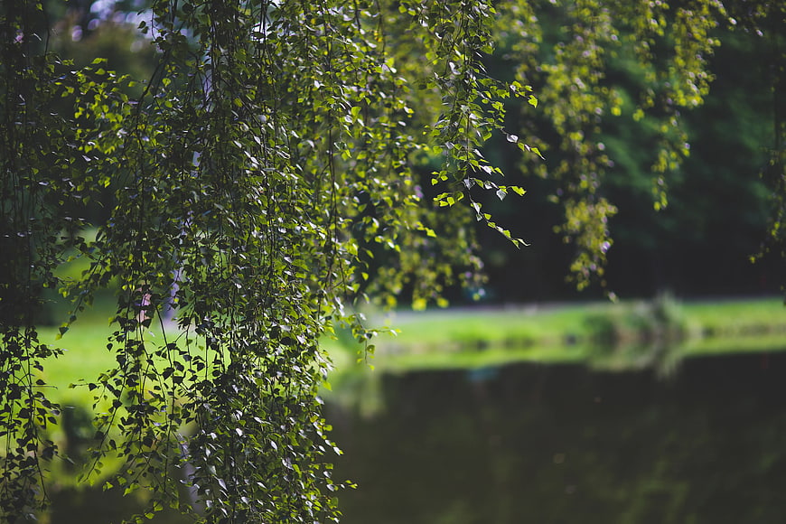 Sunlit birch branches hanging over a serene lake