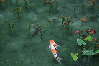 Koi fish swimming in a green pond with lily pads