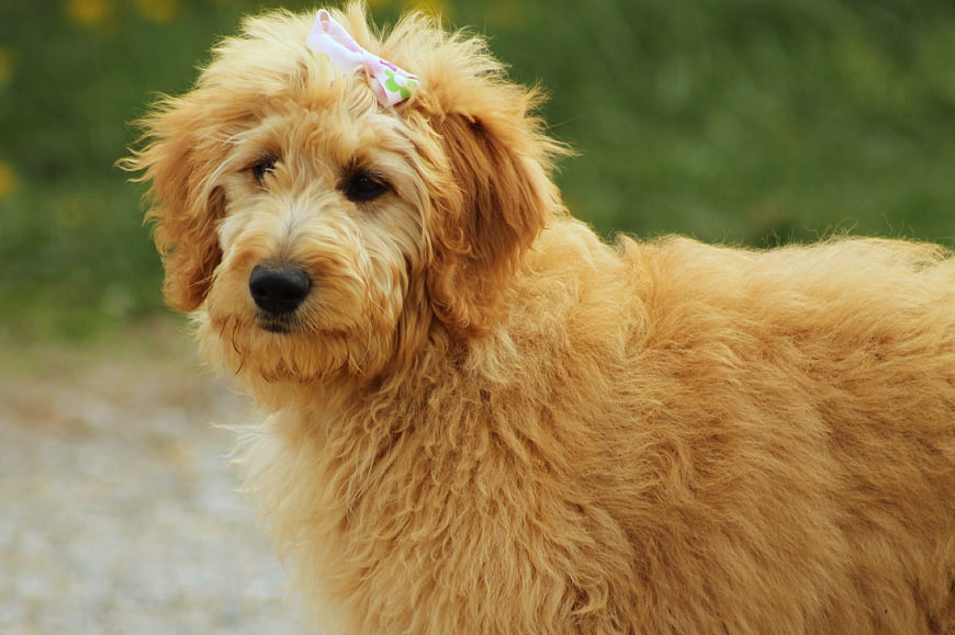 Cute Goldendoodle with Pink Bow in Garden