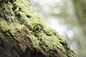 Close-up of vibrant green moss on textured tree bark