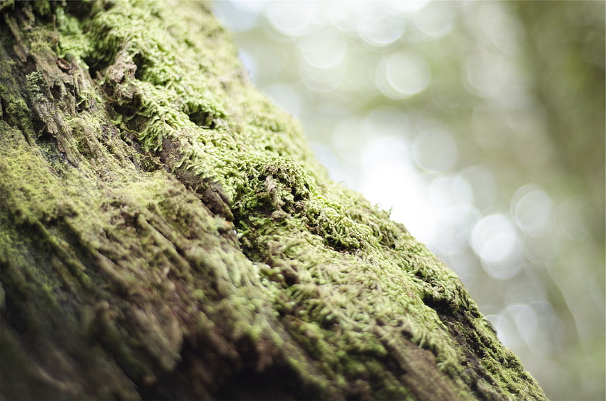 Close-up of vibrant green moss on textured tree bark