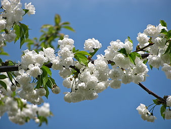 White Cherry Blossoms on Branch Against Blue Sky