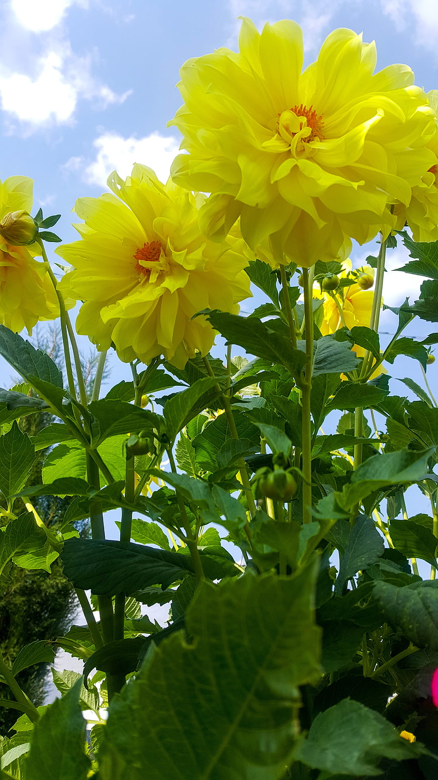 Vibrant Yellow Dahlias Blooming Against Blue Sky