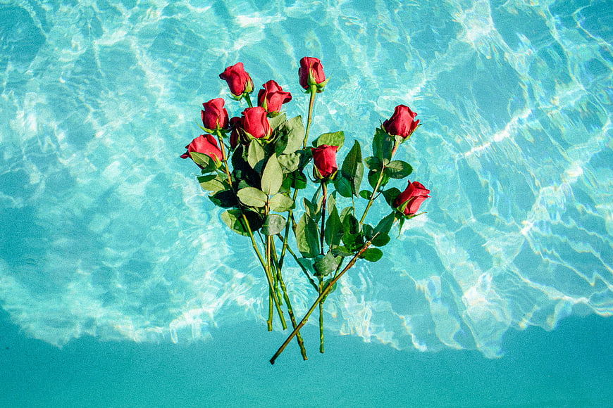 Red roses floating in clear turquoise pool water