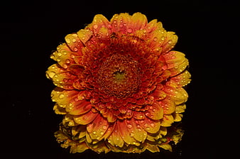 Vibrant Orange Chrysanthemum With Water Droplets On Black Background