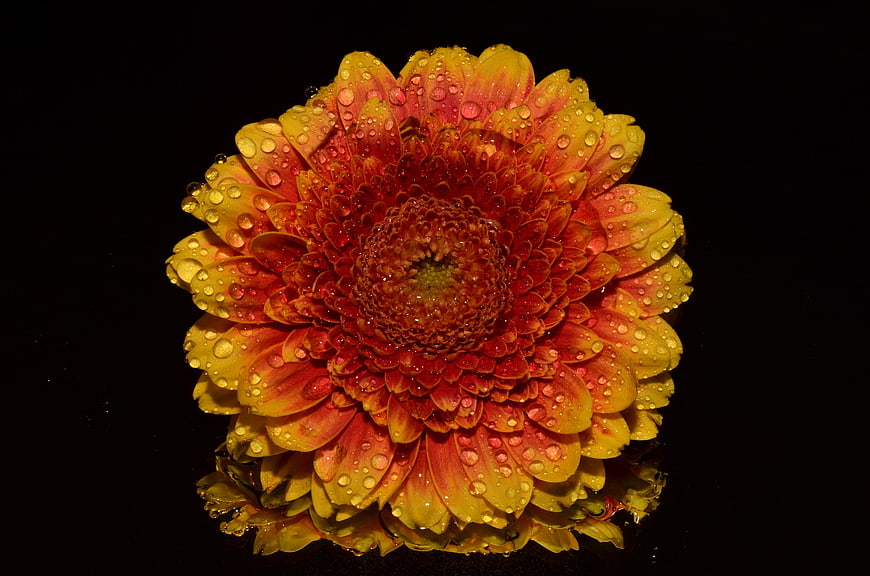 Vibrant Orange Chrysanthemum With Water Droplets On Black Background
