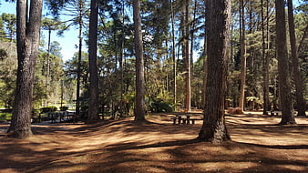 Sunlit Pine Forest Picnic Area with Wooden Tables