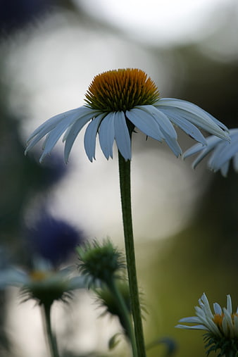 Close-up of a white coneflower with orange center