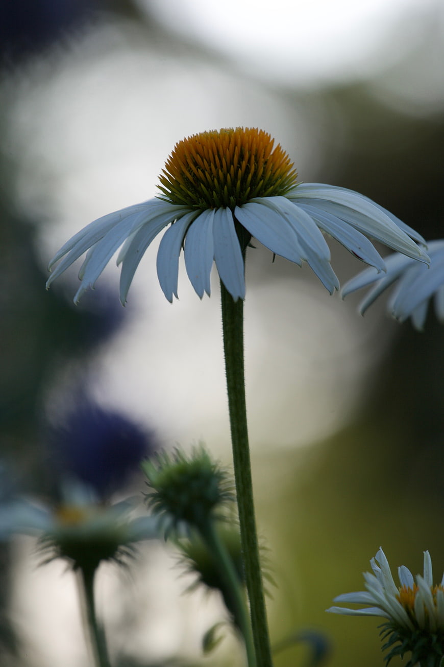 Close-up of a white coneflower with orange center