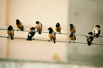 Flock of Starlings Perched on Power Lines