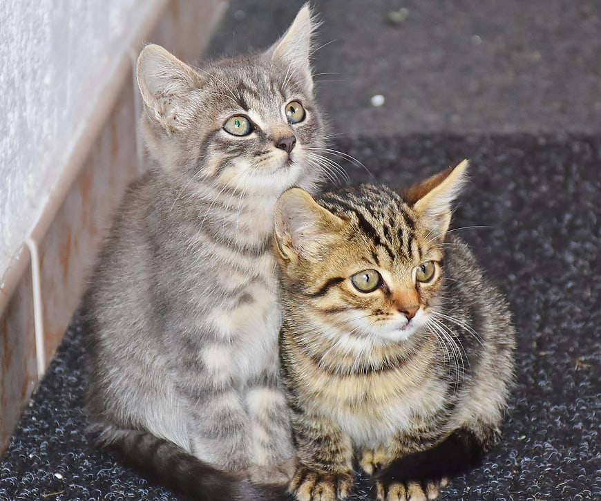 Two cute tabby kittens sitting together on a dark mat