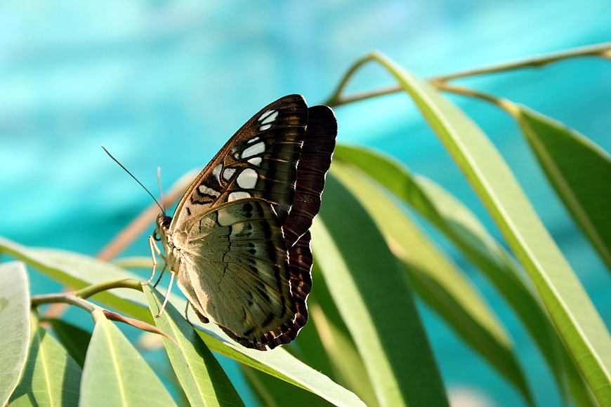 Brown butterfly resting on green leaf with blue background