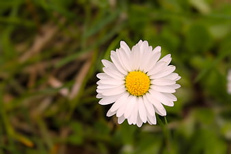 Close-up of a white daisy with yellow center in green grass