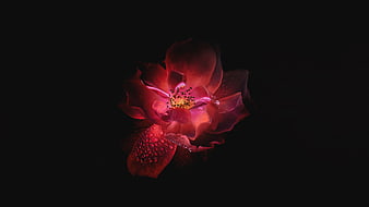 Dark moody red rose with water droplets on black background