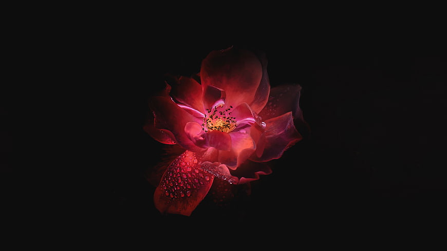Dark moody red rose with water droplets on black background