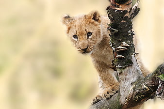 Adorable Lion Cub Climbing Tree Branch in Wild