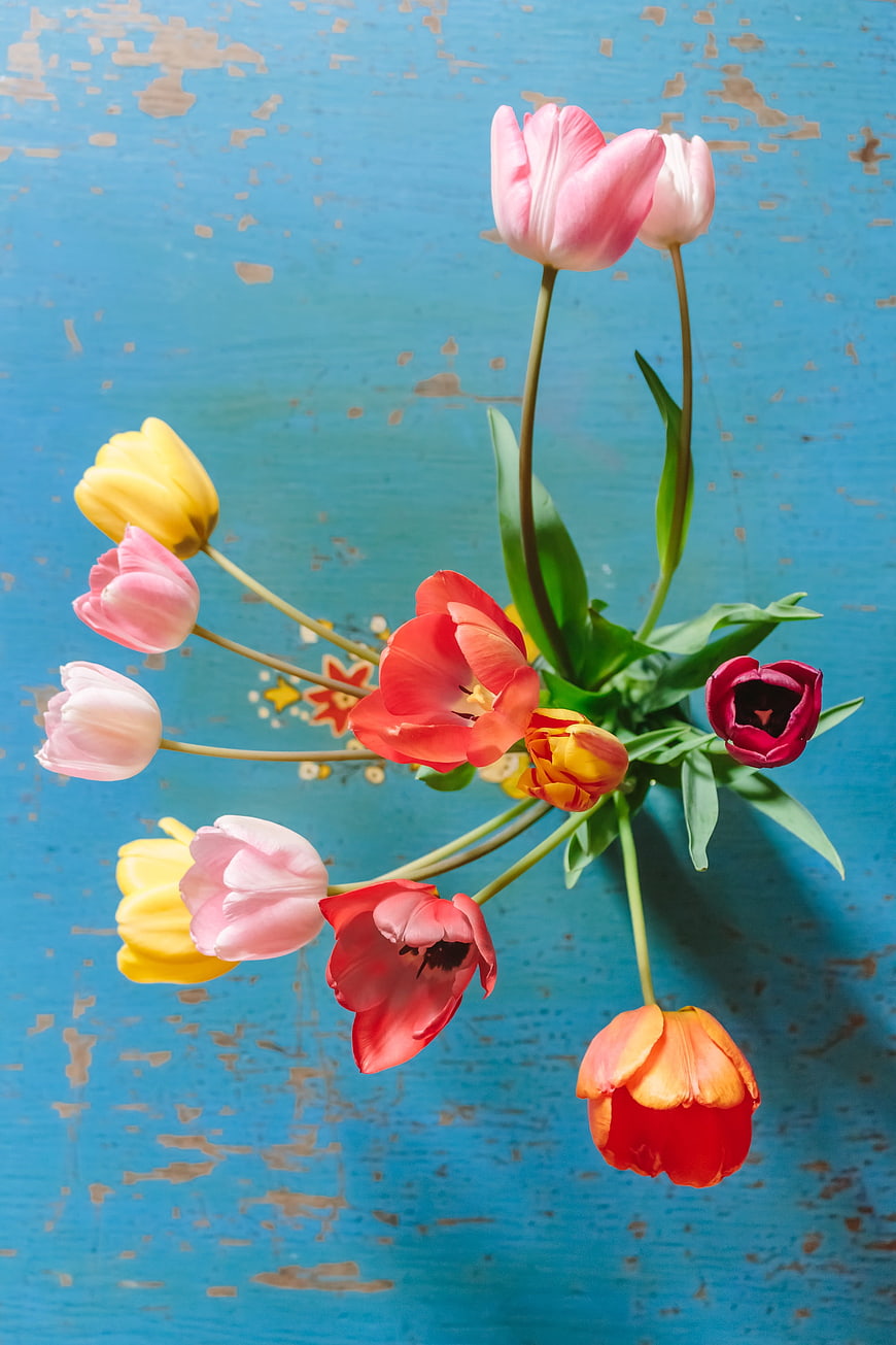 Colorful Tulips on Distressed Blue Wooden Background