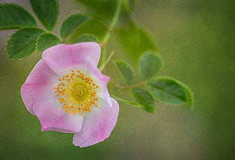 Close-up of a delicate pink wild rose with yellow stamens