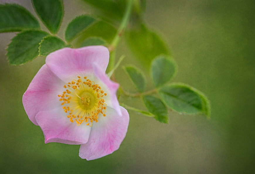 Close-up of a delicate pink wild rose with yellow stamens