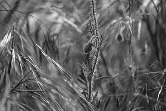 Black and white close-up of a hairy poppy bud in a field