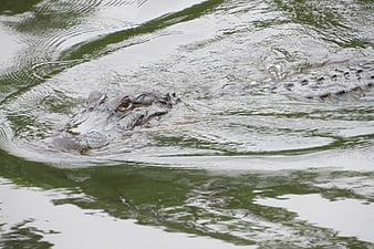 Alligator swimming in murky green water with ripples
