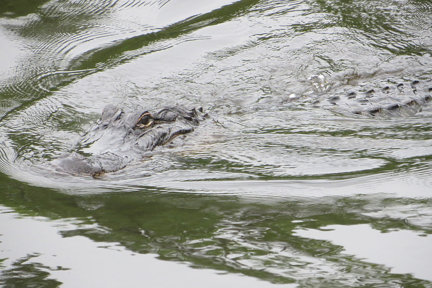 Alligator swimming in murky green water with ripples