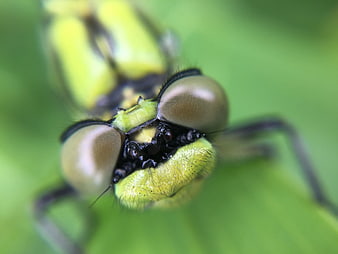 Macro Close-Up of Green Dragonfly Head and Eyes